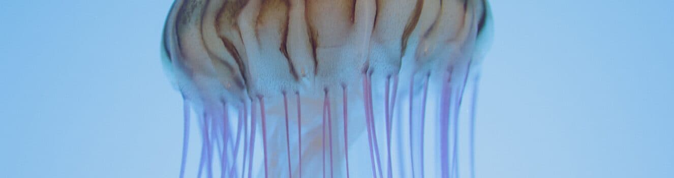 Drug-Device Combination Products: Notified Body Opinion Process