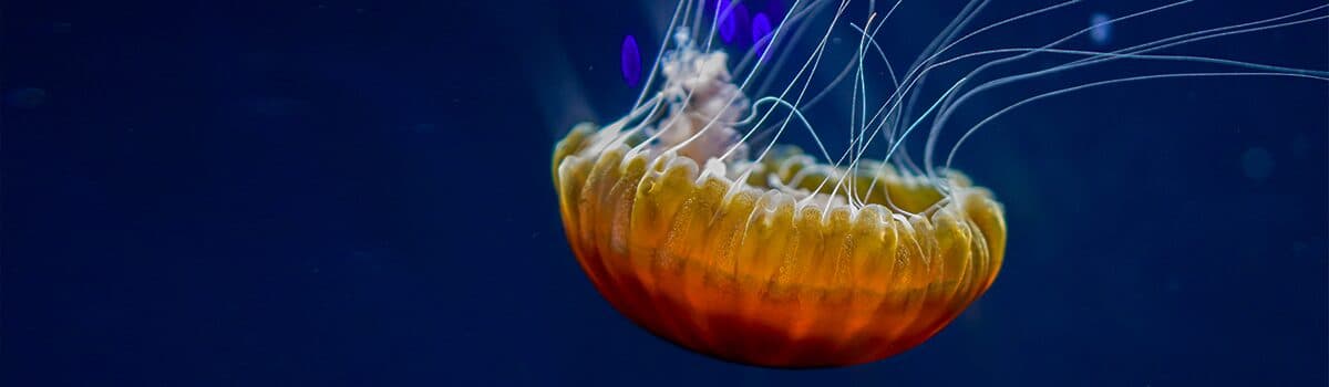 CMC Regulatory Compliance for Biologics: A CMC approach to IMPD Walkthrough for Biologics