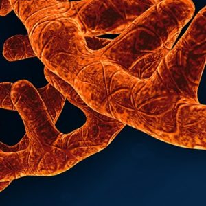 Manufacturing of mRNA-Based Therapeutics