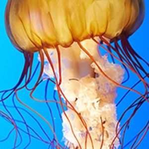 GMP in API